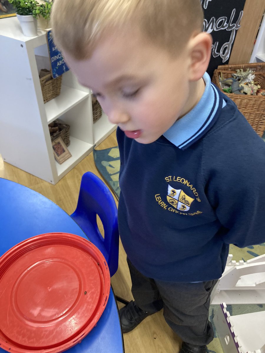 St_Leonards_RC's tweet photo. Holly: Much excitement today as our resident Doctor Dolittle had a swarm of ladybirds…again! ‘We counted 7 yesterday and 2 more today, ‘THAT’s 9 LADYBIRDS!’ #stleonardsholly #stleonardsscience #stleonardsunderstandingtheworld #stleonardsmaths https://t.co/s8GgtoLGdl