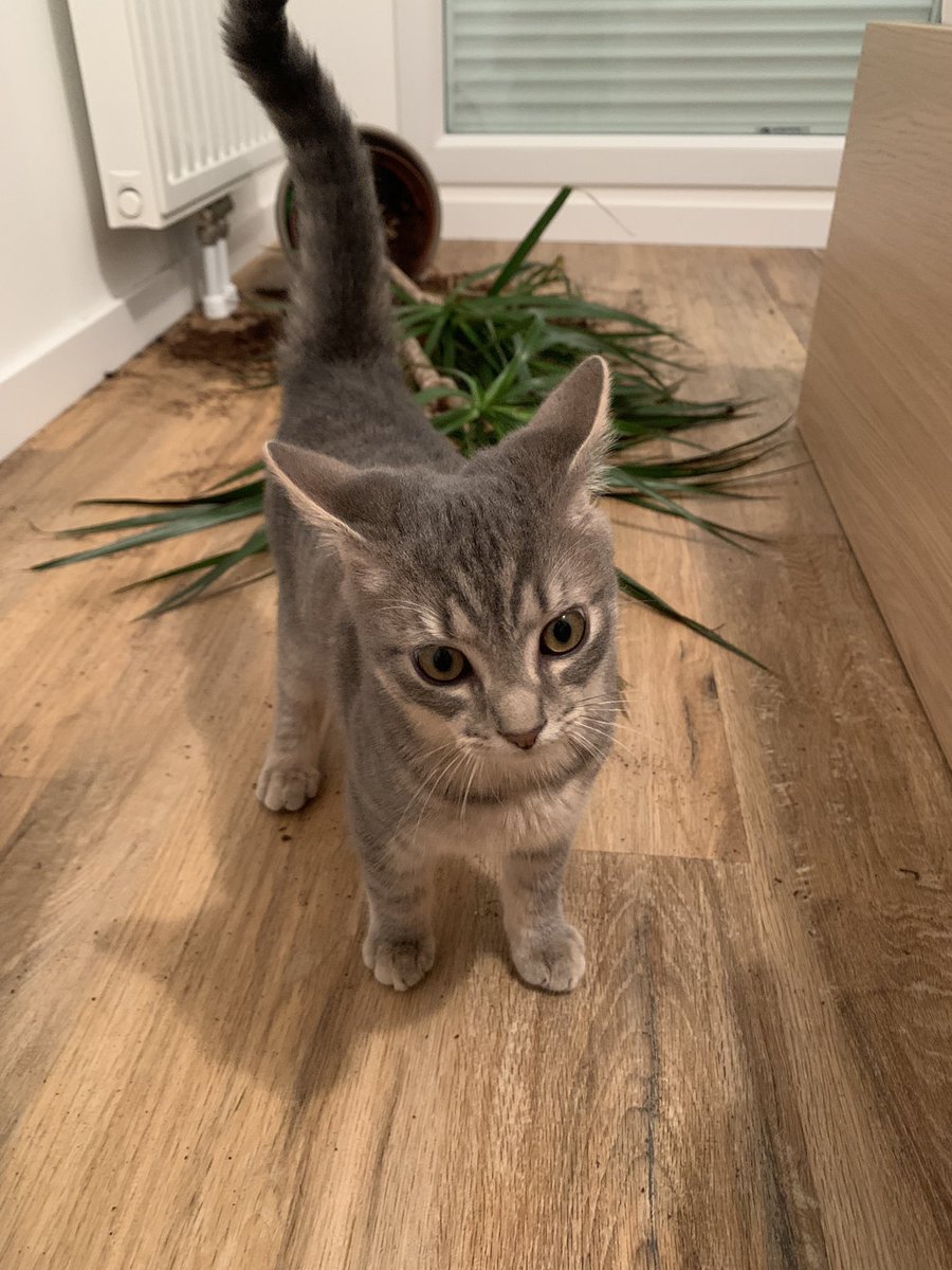 The crime                    The criminal