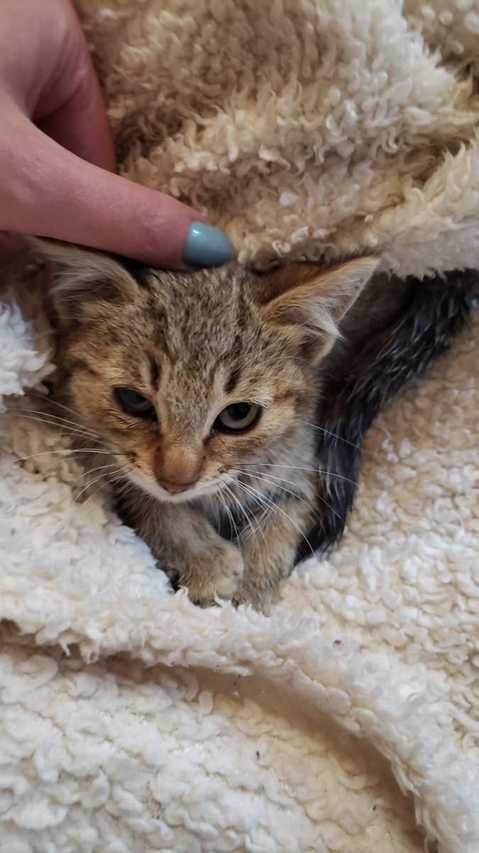 priscimateos's tweet photo. Estamos antrando em confianza para sacarle una foto mejor y buscar adopción. #MiniPuma https://t.co/pFCajy5sMd