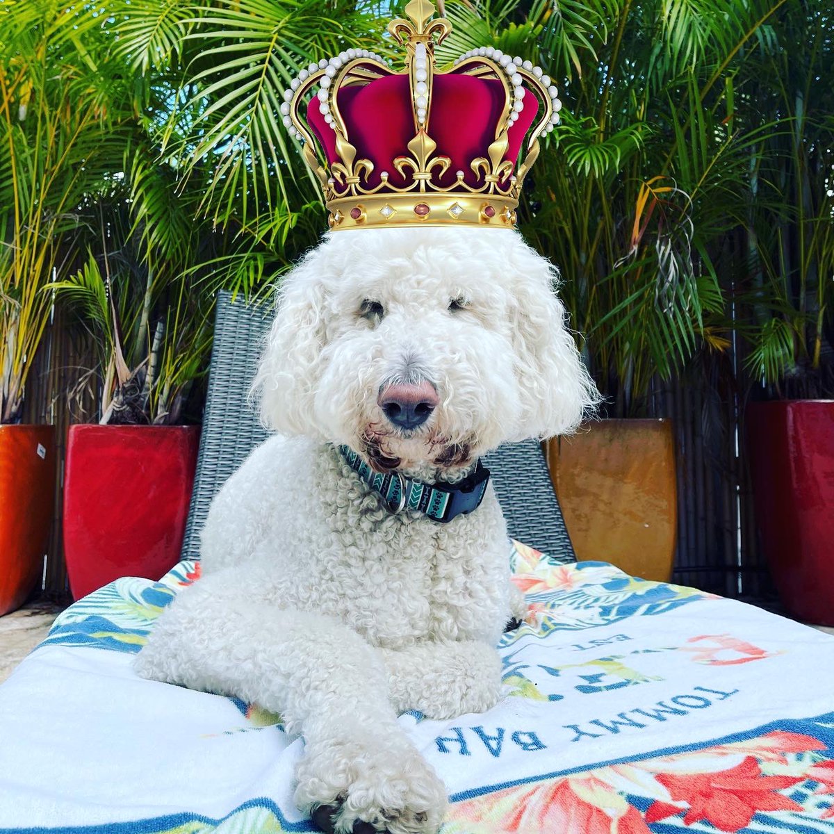 cherylconwell's tweet photo. It’s a great day to be great:)    🐩👑 https://t.co/oFnbbfQ0xL