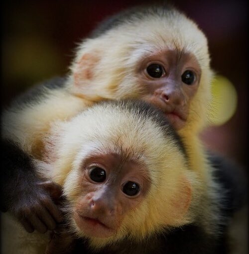 juanasmonkeys's tweet photo. https://t.co/HsXiSNpdlS