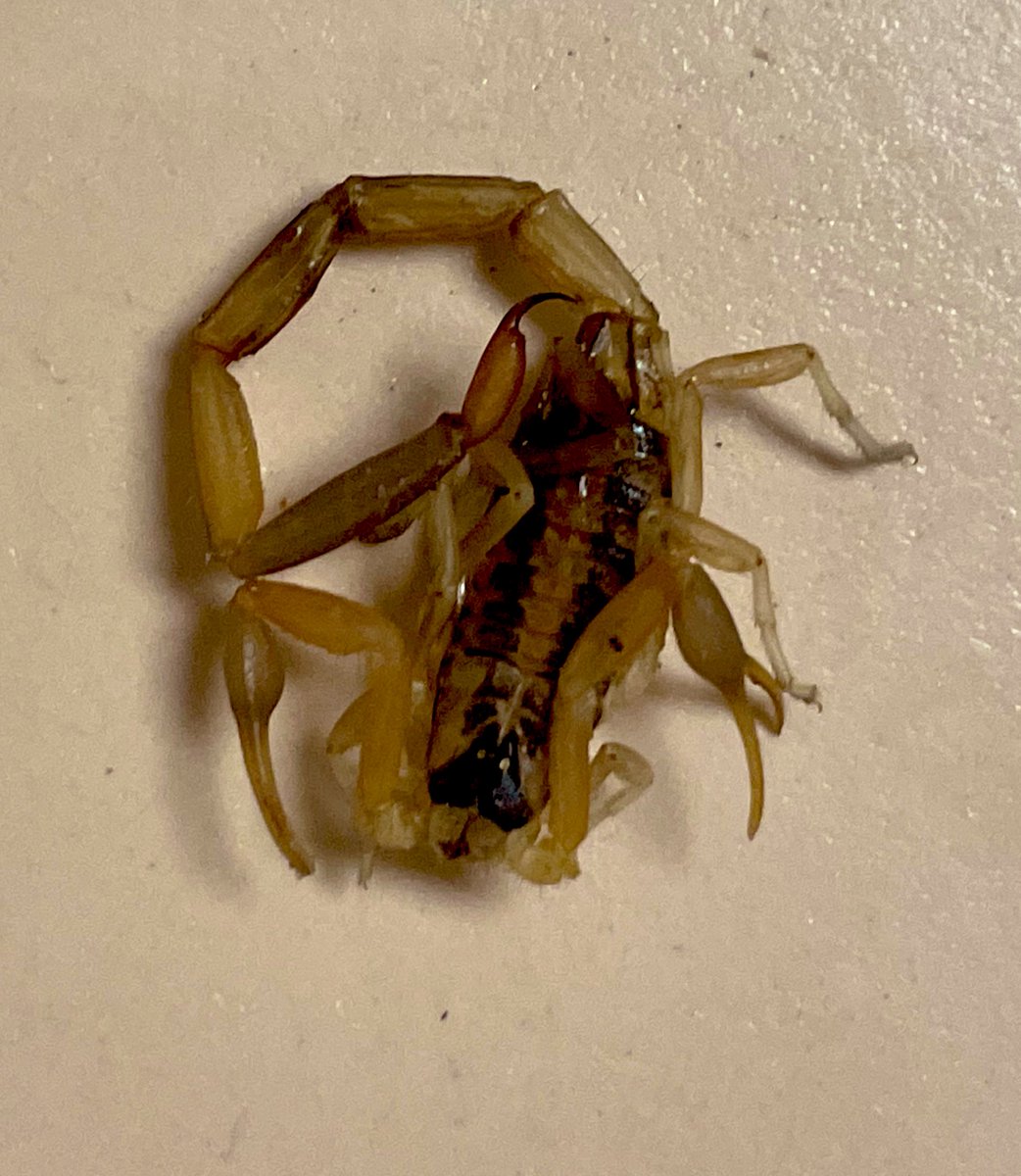 texorganguy's tweet photo. Got โem! ๐ฆ๐โ๐ป #newjob #scorpionsaroundthestudio @Rawsrvnt: #immabeast #immamonster #catchmeinmyicewhitesneaks #andillstompya https://t.co/5J6e6Iyp92