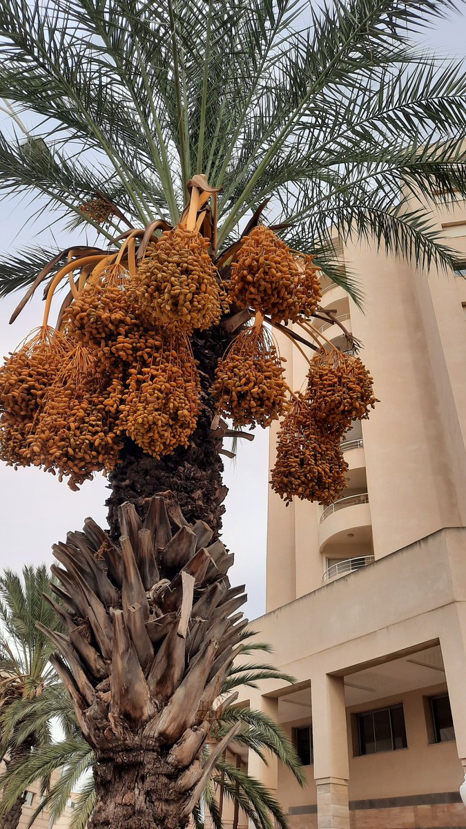 elmaa2's tweet photo. Tunis edible city, very promising production of date, October 2021
#EdibleCitySolutions #REACT #EdiCitNet https://t.co/IGxrjYfymE