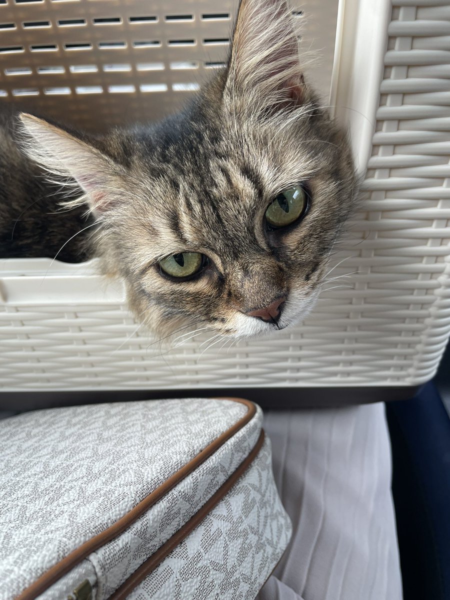 nnmeow_'s tweet photo. イヴちゃん食物アレルギーの可能性があるので、病院からおすすめしてもらった食事療法食のロイヤルカナンのアミノペプチドフォーミュラ取り寄せして頂いたよ🌼
早く原因が見つかるといいな…

#猫 #保護猫  #猫のいる暮らし #猫好きさんと繋がりたい https://t.co/HXdJ4tO2Sp