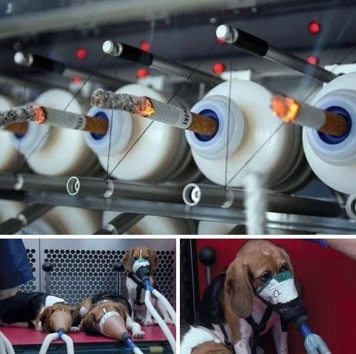 juliana_monty's tweet photo. Most cigarette brands are tested on #cats #dogs #rabbits, #monkeys etc. They're forced to "smoke" 6-10 hours a day. It's all about receiving grants for completely useless experiments.  
This will continue until we reject #animalcruelty worldwide.
https://t.co/yvmqMCHd7N https://t.co/yyQNSqORdX