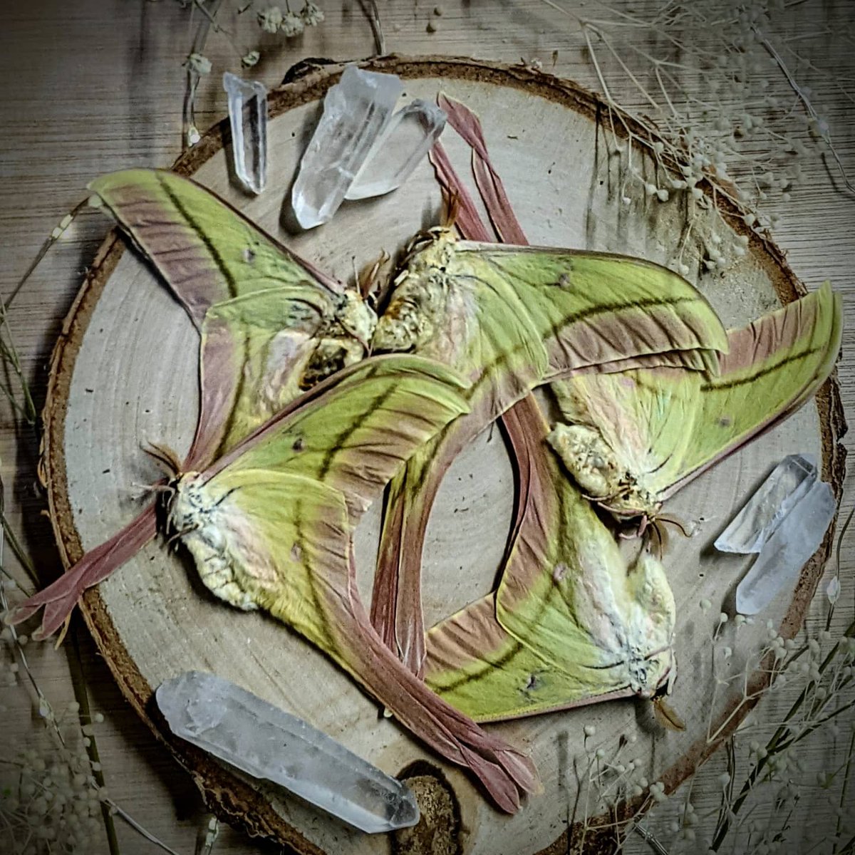 MOTHstudios's tweet image. Only 3 tickets left to our festive workshop!🎄Link to tickets 👉bit.ly/3qrsIgX
@altweet_pet
#NE1 #aliveafter5 #northeast #eventsnortheast