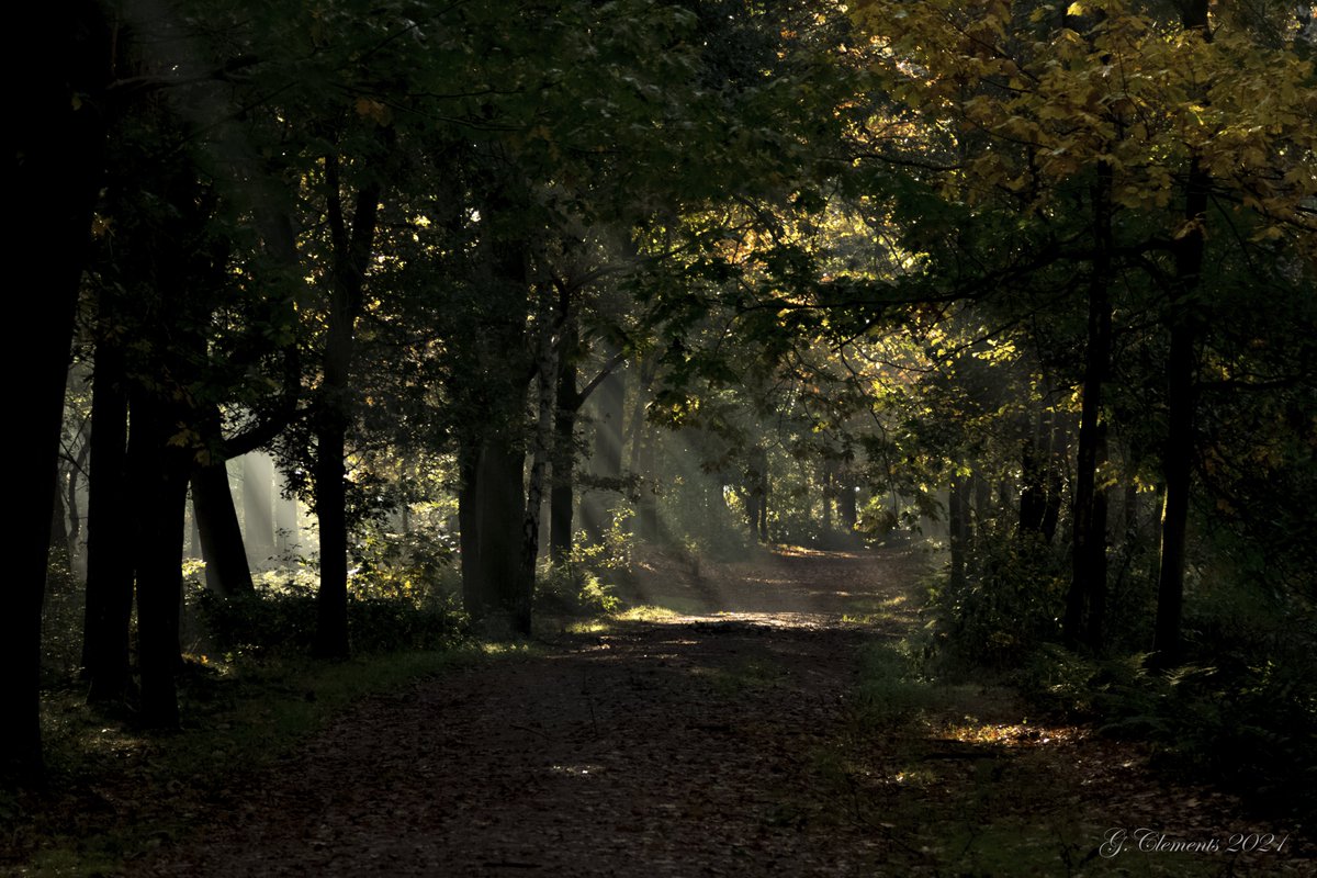 Gijs Clements tweet media