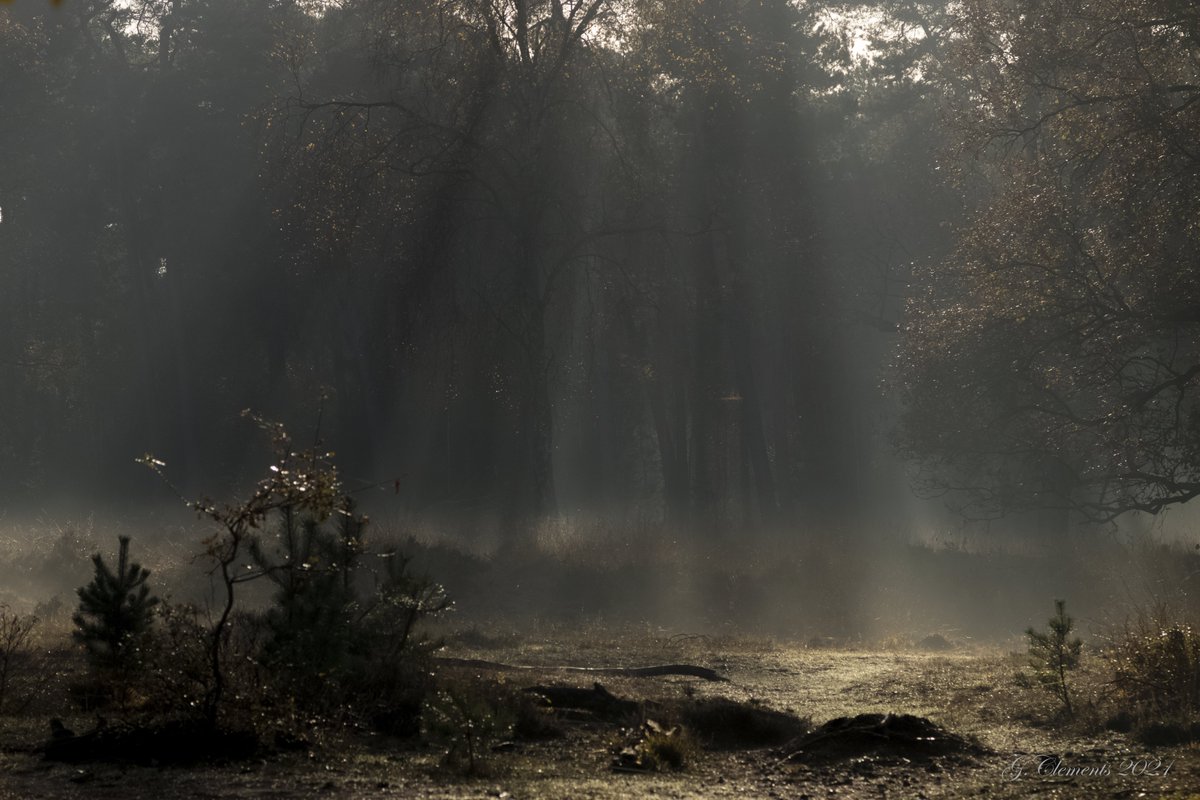 Gijs Clements tweet media