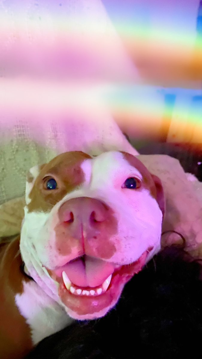 kenliedavis's tweet photo. here’s a picture of ruby smiling to make u smile <3 https://t.co/EegbQeJFN4