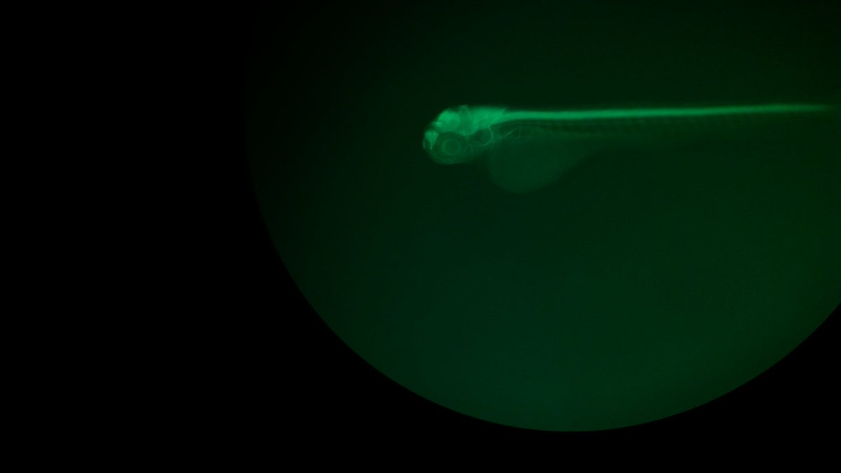 SavaniAnbalagan's tweet photo. First #Zebrafish facility in UAM #Poznan. Thanks @NCN_PL @UAM_Poznan @UAM_IBMiB for believing and supporting me. Thanks to @JacekJaworski10 Cecilia Winata @biggreenxenopus ; Marta Wiśniewska (CeNT); Przemysław Tylżanowski/Leuven for constructive feedback on my grant application. https://t.co/EIvUP2XXzy
