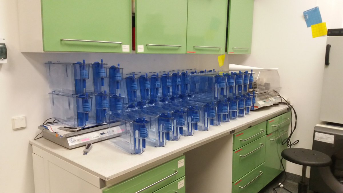 SavaniAnbalagan's tweet photo. First #Zebrafish facility in UAM #Poznan. Thanks @NCN_PL @UAM_Poznan @UAM_IBMiB for believing and supporting me. Thanks to @JacekJaworski10 Cecilia Winata @biggreenxenopus ; Marta Wiśniewska (CeNT); Przemysław Tylżanowski/Leuven for constructive feedback on my grant application. https://t.co/EIvUP2XXzy