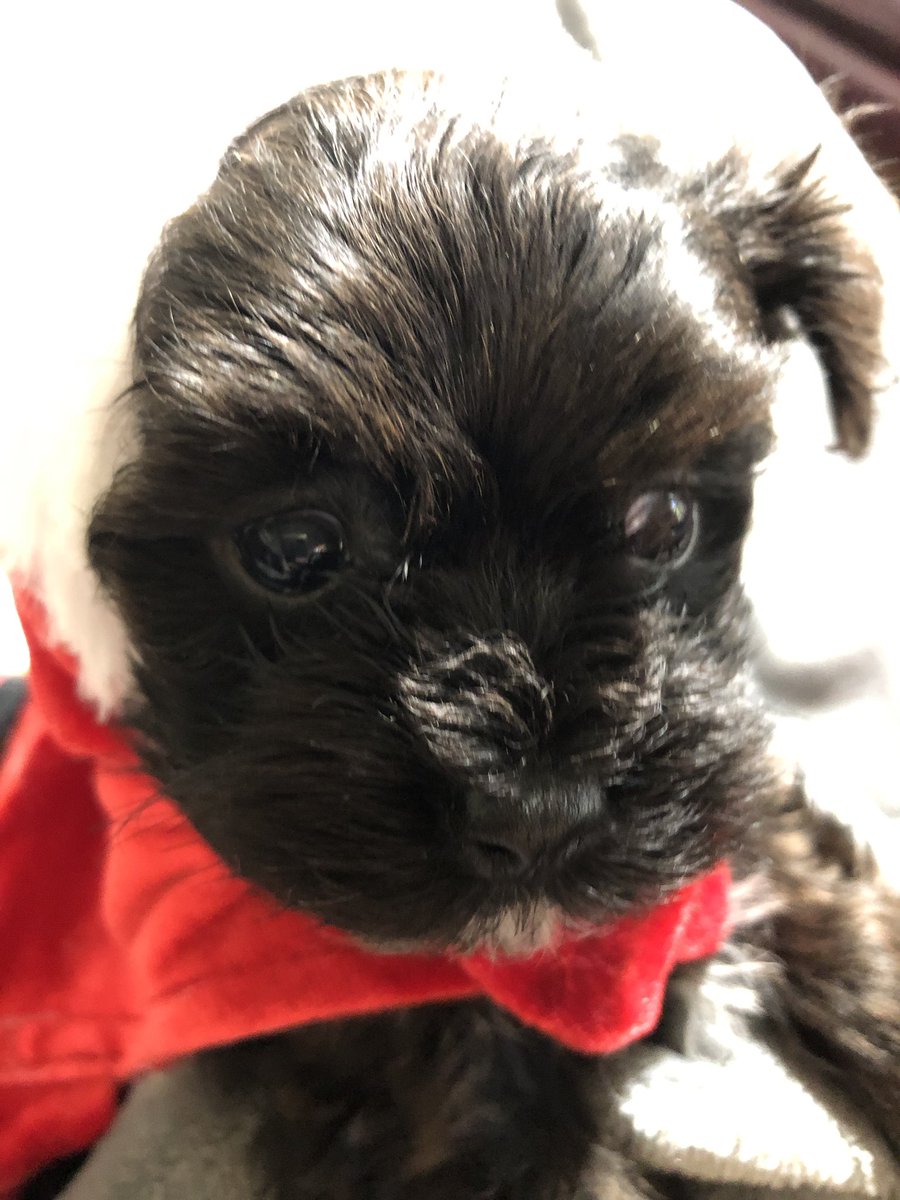 VeronicaBerman's tweet photo. My little man, Dak. I don’t think he’s happy dressing up. Coming home Dec3rd! https://t.co/FwsfkHrQUf