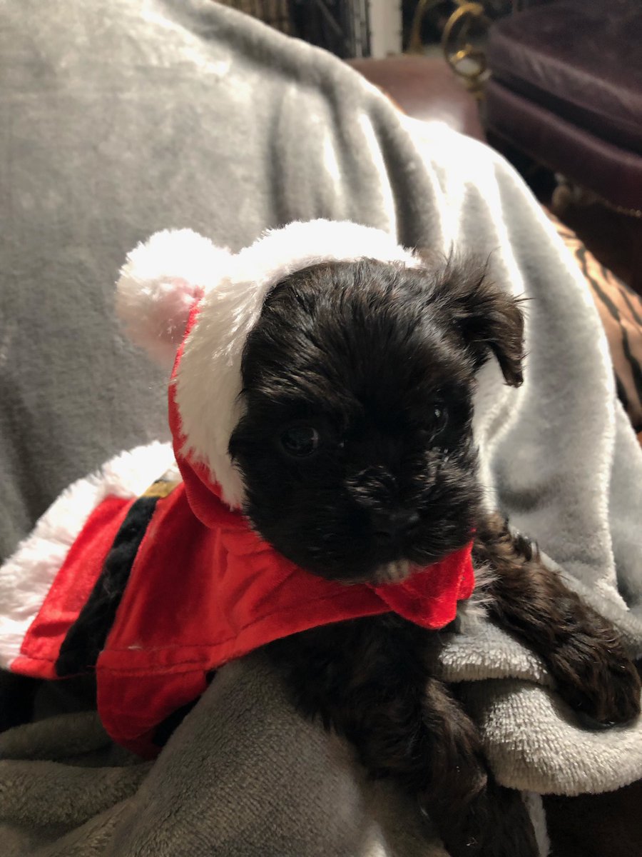 VeronicaBerman's tweet photo. My little man, Dak. I don’t think he’s happy dressing up. Coming home Dec3rd! https://t.co/FwsfkHrQUf