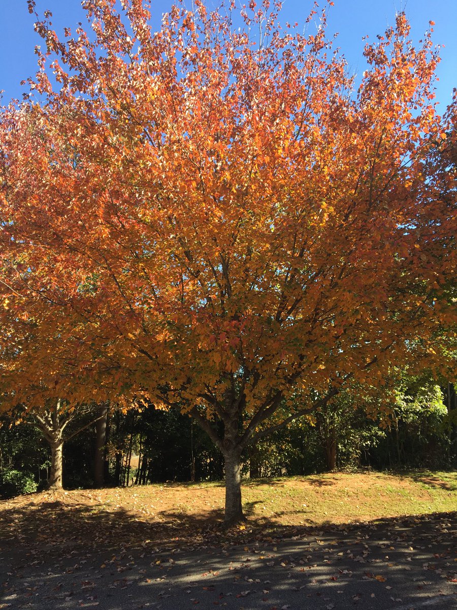 ginnybeach's tweet photo. Beautiful day at work! Love where you live! https://t.co/H2H172LRVV  #yeahthatgreenville https://t.co/2YqJtSWCiX