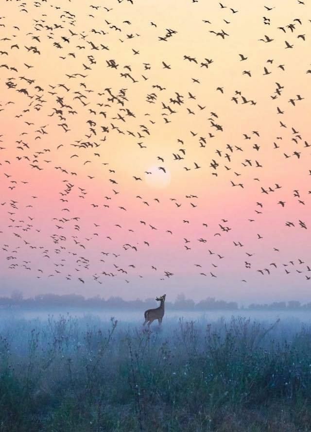 BeautyNature___'s tweet photo. Peaceful.🥰
#birds #NaturePhotography https://t.co/ELWg6SAORZ
