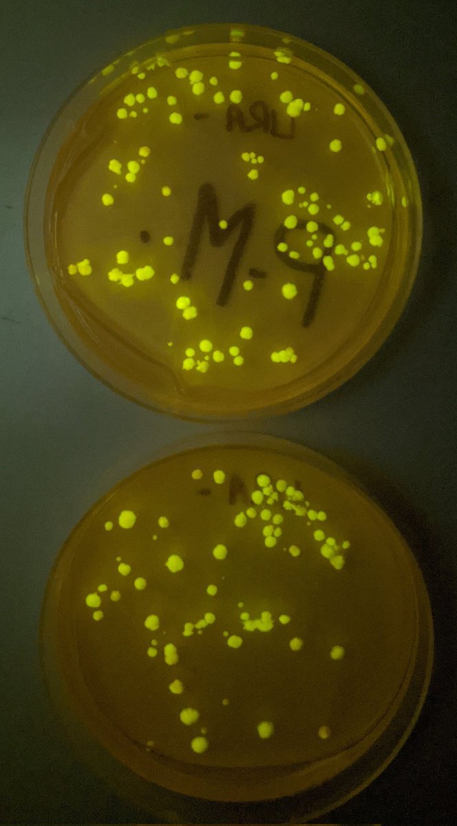 SVT_Elorn's tweet photo. Transgénèse du gène de la GFP avec les 1ère spécialité SVT, un succès ! @Jeulin_fr https://t.co/n4FcGrr9l3