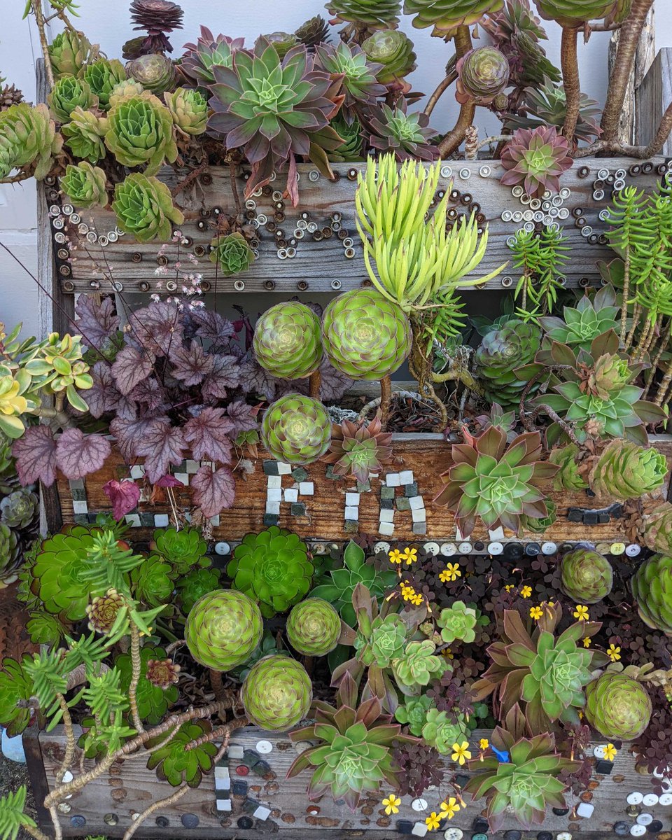 PeninsulaFamily's tweet photo. Children up to age 12 in South San Francisco love to take care of this succulent garden. Our children love to do outdoor and STEM activities together. #STEM #STEMfromtheStart #earlychildhood #ssf https://t.co/FdYoJg9cpq