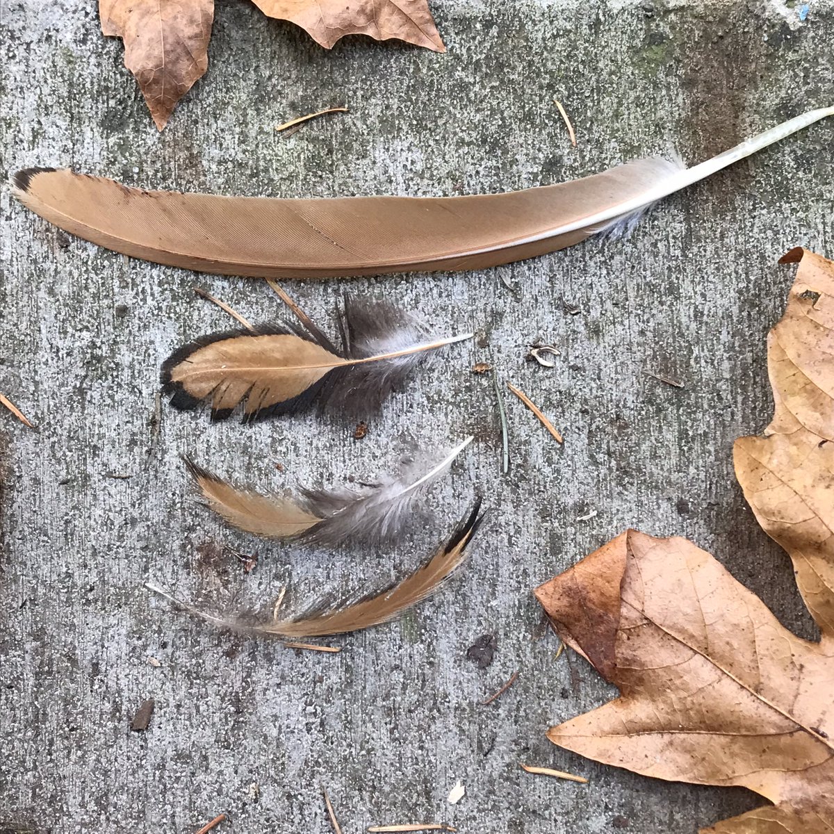 curiosityjones's tweet photo. Beaker may be a bit bedraggled, but the feathers she’s been molting are perfectly themed for fall! #GoldenPolish #MoltingChickens #BigLeafMaple https://t.co/XdkgT1T3PN