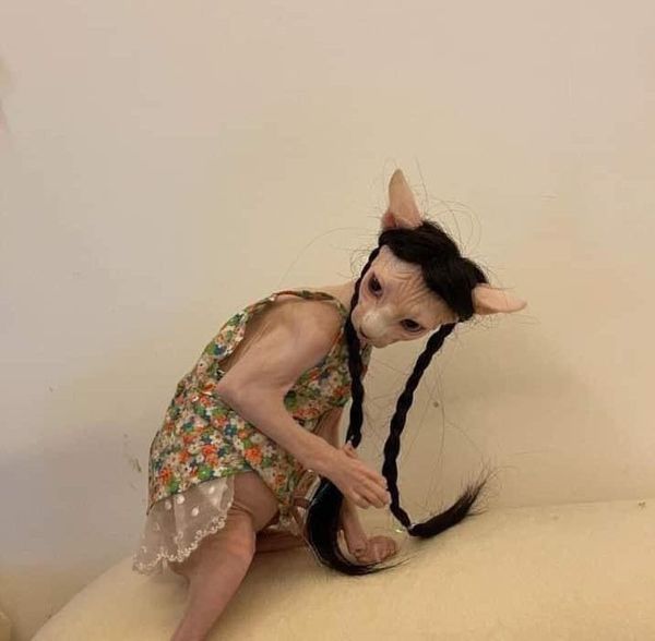 I had to see these photos of somebody putting their sphinx cat in a wig and dress and now so do you.