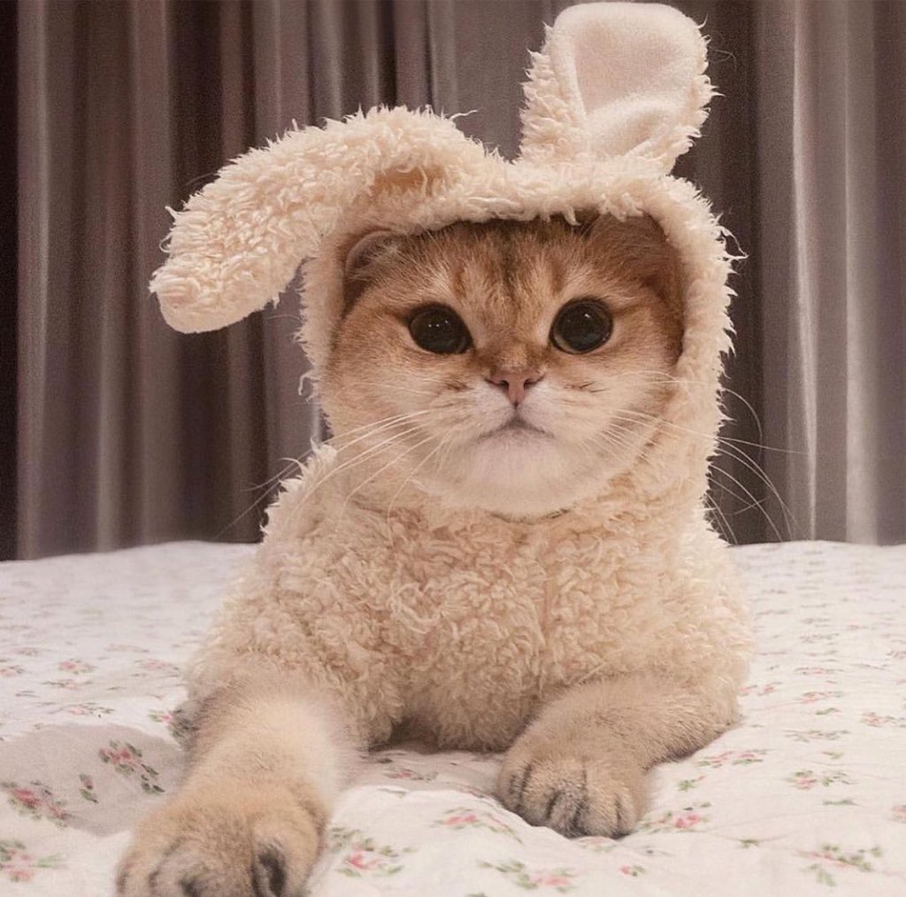 Obsessed with cats (@catssobsessed) on Twitter photo 