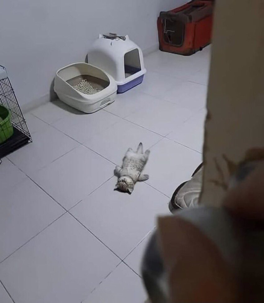 contextpets's tweet image. Mood