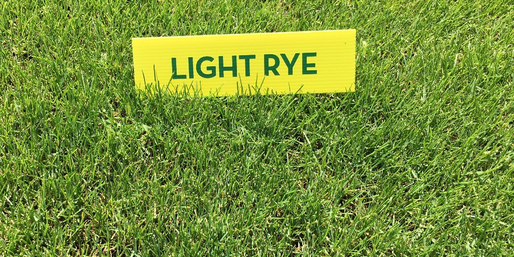 SemillasFitoTG's tweet photo. 🌱 Our #LightRye #turfgrass, with lateral growth and light green color, is a #blend for intensive use with fast establishment and great leaf fineness, as well as excellent tolerance to trampling and pulling ✔️
Want to know more? ⬇️
https://t.co/jiwRJ8Y8GA https://t.co/47sS0QvmvA