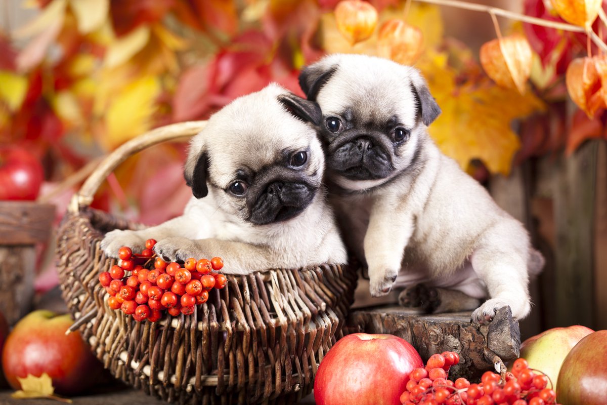 Applegate's tweet photo. Spicy Nuggs &amp; Pugs https://t.co/RzbRJcm7t8