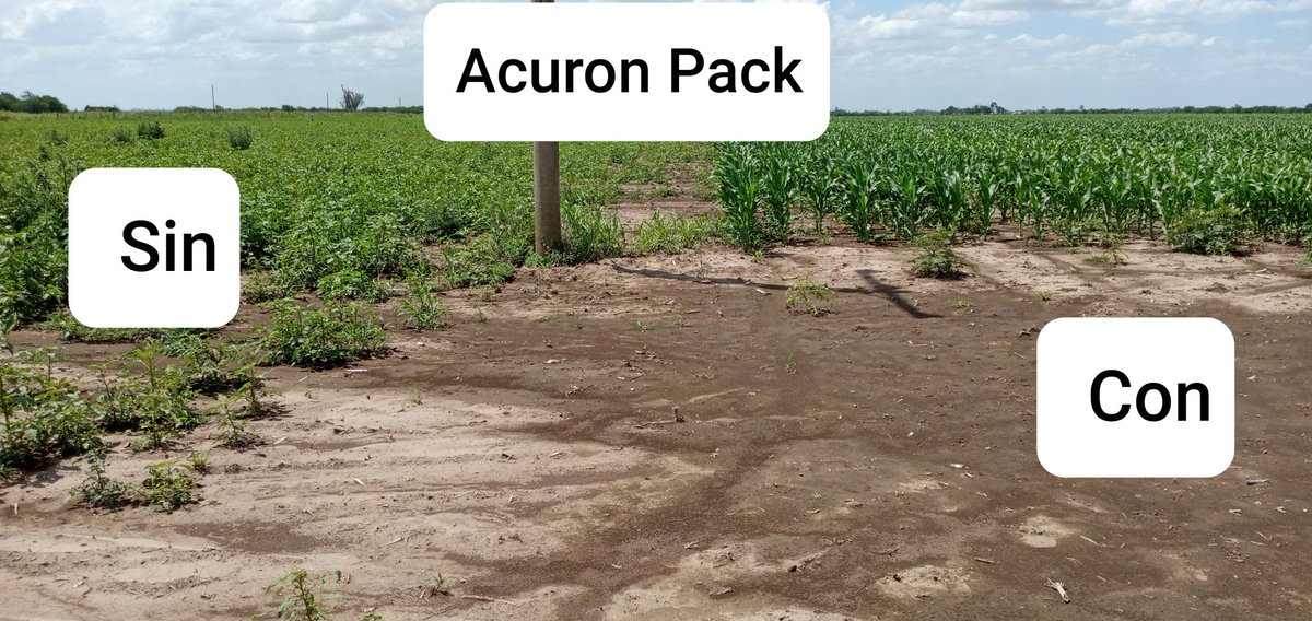 Clau_Ortmann's tweet photo. Resultado de los pre-emergentes. Excelente control en Yuyo Colorado con Acuron Pack!!!. @La_Lehmann , @Syngenta_ar https://t.co/RrmbwGruXf