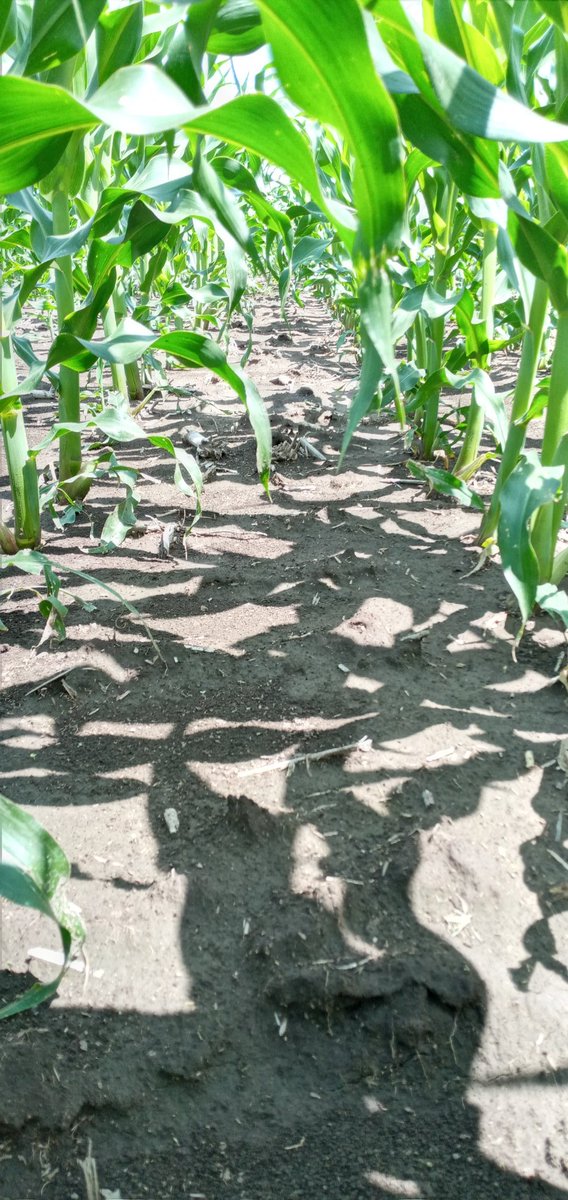 Clau_Ortmann's tweet photo. Resultado de los pre-emergentes. Excelente control en Yuyo Colorado con Acuron Pack!!!. @La_Lehmann , @Syngenta_ar https://t.co/RrmbwGruXf