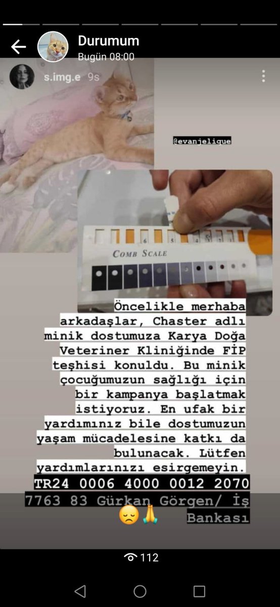 VildanKaba5's tweet photo. @haluklevent Lütfen yardım tedavisini yaptıramıyorum kedim ölücek durumum yok lutfen destek https://t.co/WKMZGYPeaR