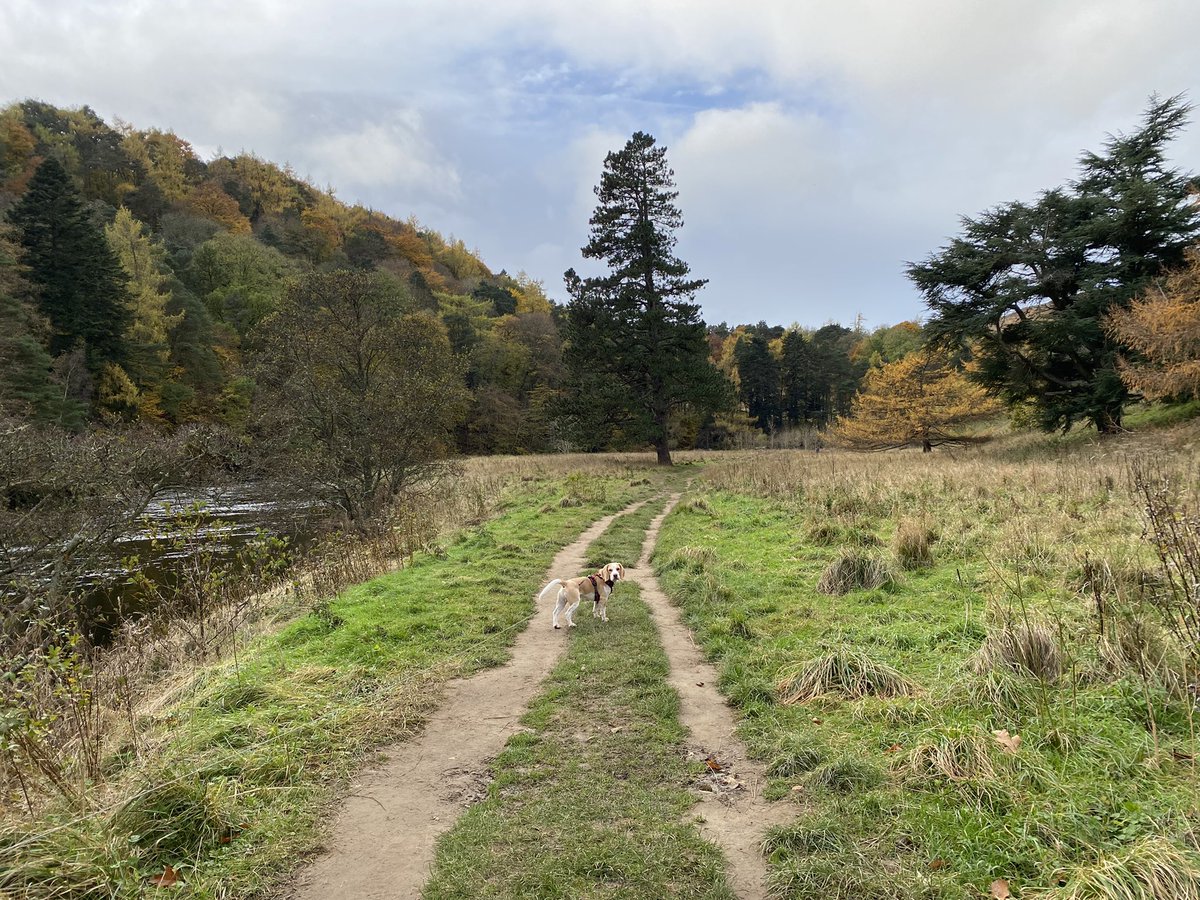 h_e_martin's tweet photo. This month, the Trevelyan College wellbeing activity is ‘to spend some time in nature’. I’ve certainly done just that over the last few days while on holiday exploring the #ScottishBorders and it’s been a great way to relax 🏴󠁧󠁢󠁳󠁣󠁴󠁿 🥾🌲🐶 #TrevsWellbeing #Hiking @Trevscol https://t.co/E9NIdkgaA6