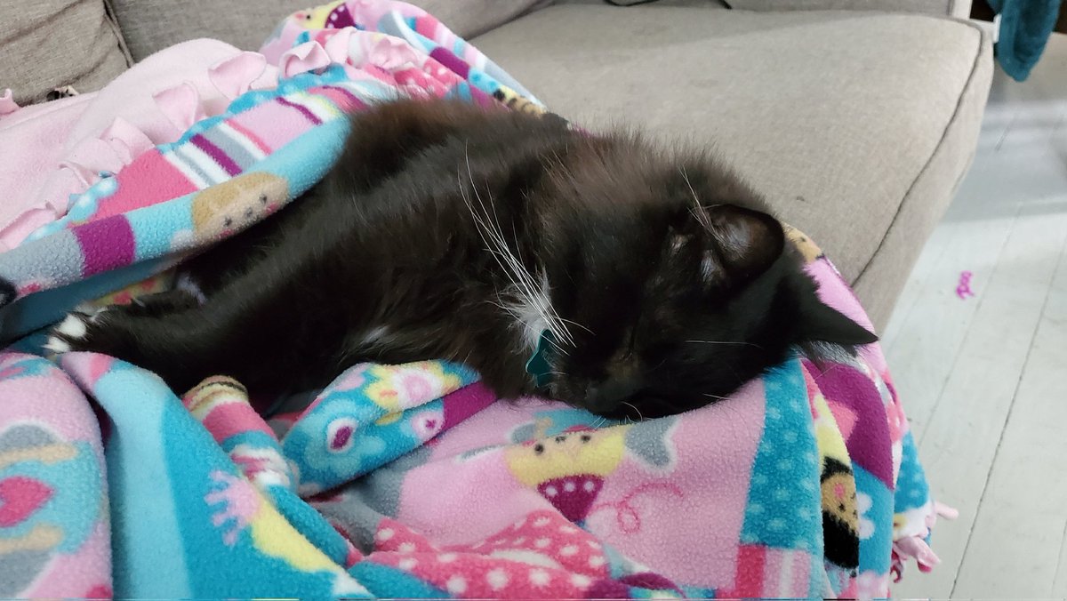 NukatheCat's tweet photo. Gompletley  zornked https://t.co/X1cAWyt7Jy