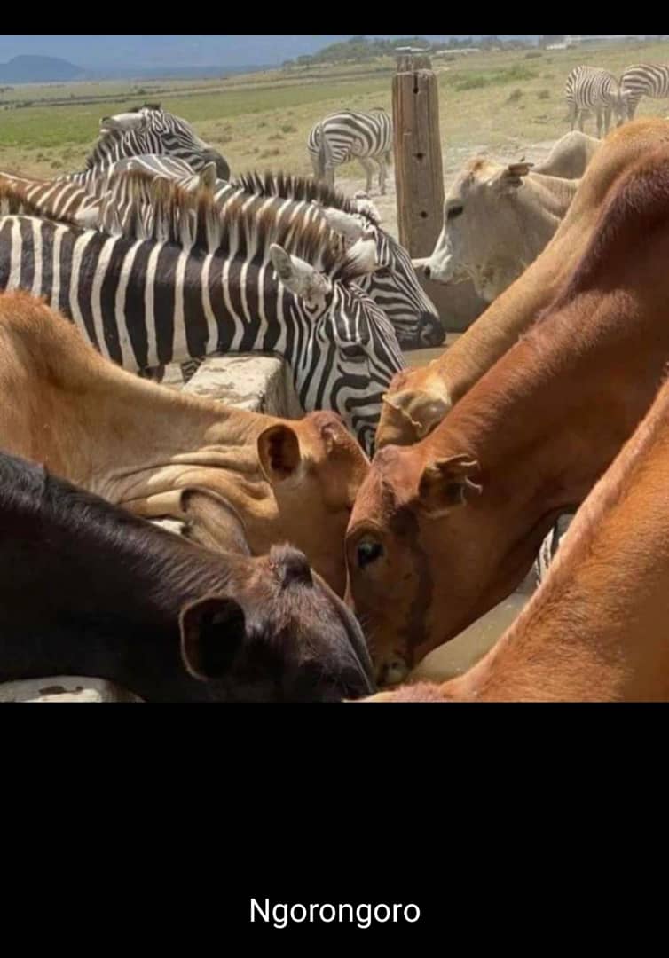 Tanzania Veterinary Association-TVA tweet media