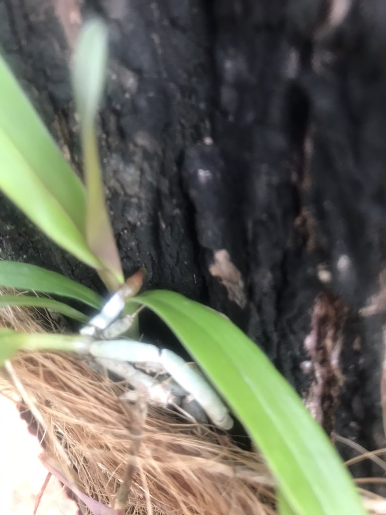 ehsgatorgrow's tweet photo. Orchids on oak trees beginning to take root.  @ehsgatorgrow @millionorchid https://t.co/erMjMHbSF3