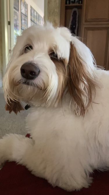 OliverDaDoodle's tweet photo. Boop my nose! #schmoopy #boop https://t.co/B8LxRgV1pz