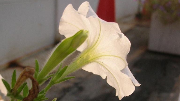 kamisama_kotoba's tweet image. Shed the shell of consciousness.
God emerges from within.

意識の殻を脱ぐ。
中から神が現れる。
#InnerGod #内なる神 #awakening #覚醒