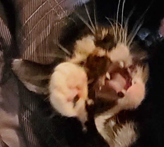 eggyemmaa's tweet photo. angery https://t.co/FlMuiXZ318