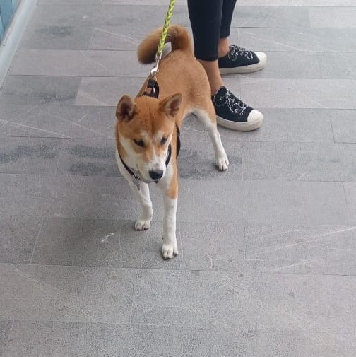 visualsalon's tweet photo. Time for #buythedip and just #HODL, buy more #ShibaCoin https://t.co/q34KXvM9CB