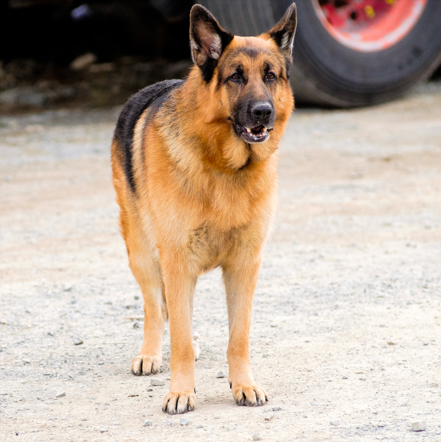 hudsonandrex's tweet photo. Hi, it’s your boy Rex!! After a long day of sniffing out crime, I can’t wait to chow down on a puppuccino! ☕️ Who do you think my favourite coffee date is?
#HudsonAndRex THURSDAYS 8/7c Citytv 🐾 https://t.co/G1STXowWSk