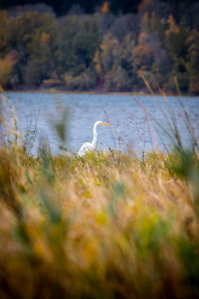 JoeGrins's tweet photo. Photo Journal 11/10/2021
More photos on my website. Link in bio!
#birds #blog #ColumbiaGorge #ColumbiaRiver #ferries #gorge #GreatEgret #herons #landscapes #macro #mushrooms #nature #Oregon #Oregonparks #photoblog #photography #Portland #RoosterRock #RoosterRockStatePark https://t.co/3k6vwtihSR