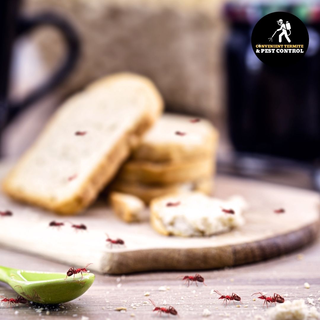 ConvenientPest's tweet image. When DIYing #PestControl, you&apos;ll most likely only kill the bugs you can see. We eradicate them at the source to the bugs don&apos;t come back. #PestFreeHome