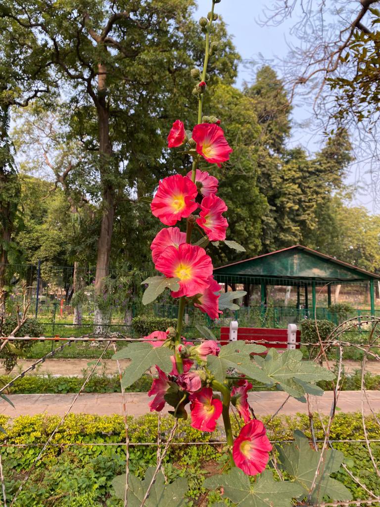 Lavendermist15's tweet photo. One from the spring archives…H=hollyhock ❣️🌿☀️

Have a good #Thursday friends 
#AlphabettyBlooms #flowers #nature #gardening https://t.co/d5ekIyptY3