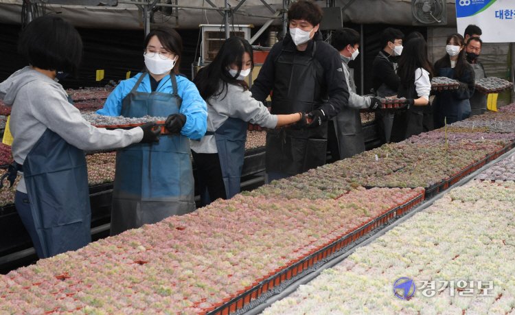 ekgib's tweet image. &amp;lt;경기포토&amp;gt; 경기농협, 장애인체육회 농촌봉사활동

#경기농협 #장애인체육회 #농촌봉사활동 #경기포토 #경기일보