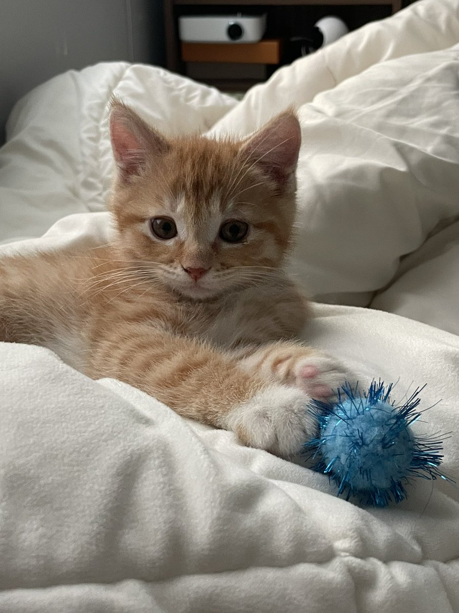 자다 갑자기 일어나더니 공 물고 온 동글이.. 고양이의 마음은 알 수가 없어