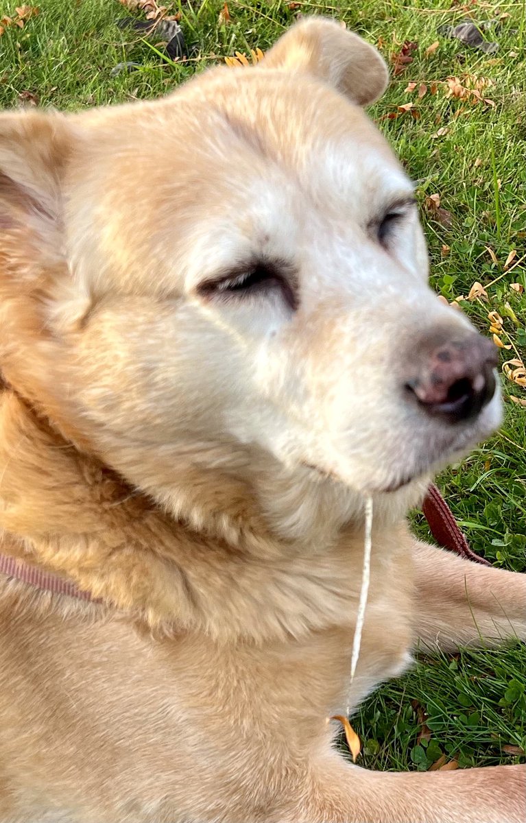 OnlyinBucks's tweet photo. Not only is does she have a drool, thereโs a leaf attached to it. ๐๐ #hangingleaf #yellowlabmix #fallfun #thejoysofdogownership #buckscounty #buckscountypa https://t.co/Ydpb7ubn7E