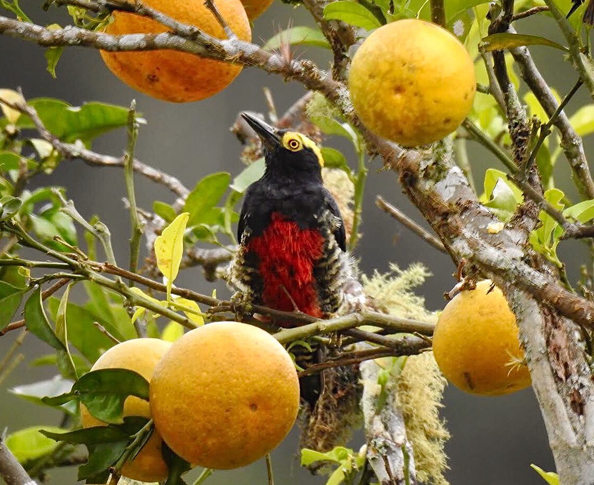 Este carpintero fue una de las muchas especies nuevas que vi en Boyacá en la #SemanaDeLasAves2, en Camporhermoso. 
No es la mejor foto pero justo después de buscar un mejor ángulo me caí (vivoenelsuelo.com) y golpié la cámara 🤦🏻‍♀️
#melanerpescruentatus #AlasSinFronteras