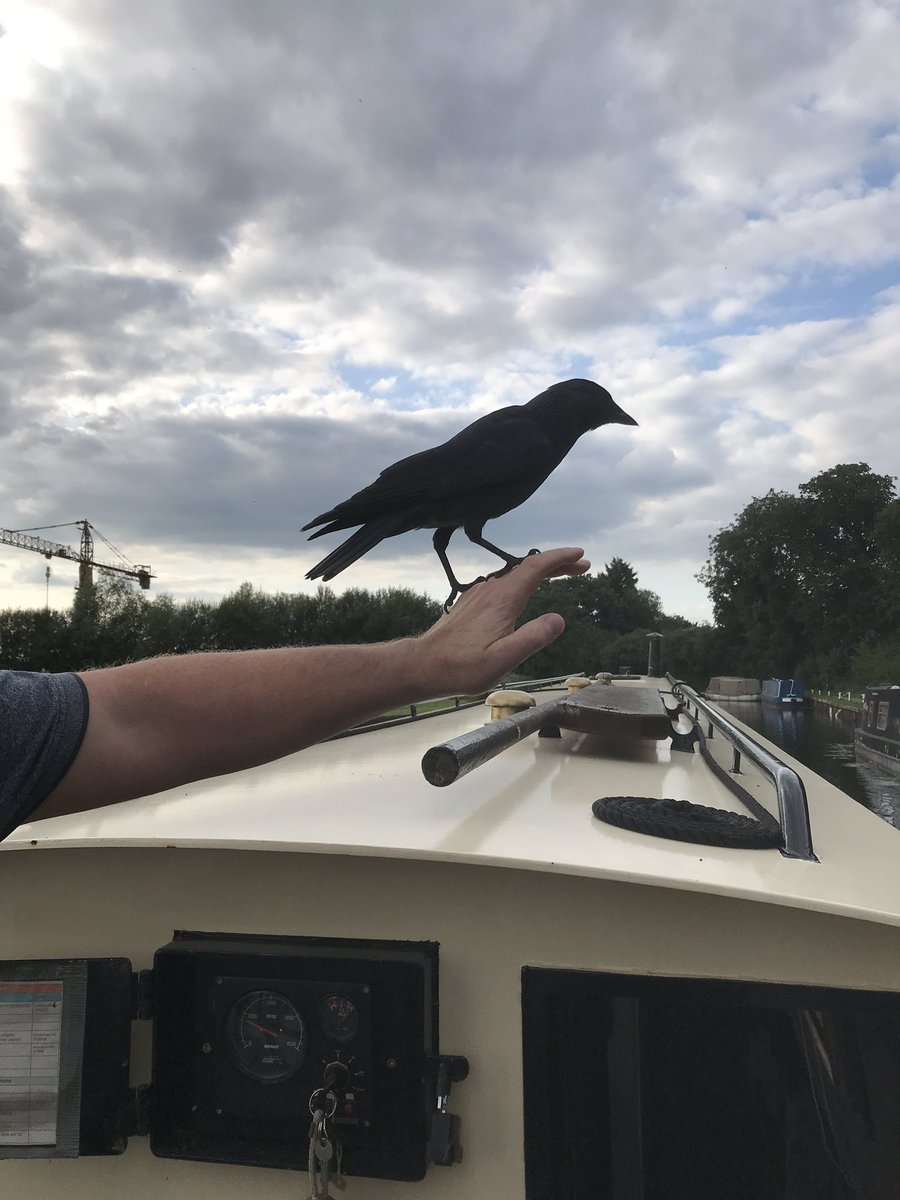 canalangel's tweet photo. @CRTBoating Oh yes, we had a very friendly raven join us for a while down at #sauljunction https://t.co/htPnWu7ya1