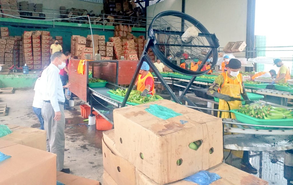 Agricultura_CZ4's tweet photo. #ElCarmen |  Visitas técnicas a los centros de acopios asociativos de procesamiento de plátano barraganete  de exportación, donde se propuso fortalecer el acompañamiento técnico  productivo y gerencial de los productores que se dedican a este rubro.
#JuntosLoLogramos https://t.co/C1fOZL9sTN