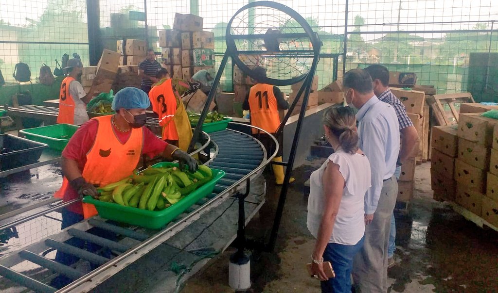 Agricultura_CZ4's tweet photo. #ElCarmen |  Visitas técnicas a los centros de acopios asociativos de procesamiento de plátano barraganete  de exportación, donde se propuso fortalecer el acompañamiento técnico  productivo y gerencial de los productores que se dedican a este rubro.
#JuntosLoLogramos https://t.co/C1fOZL9sTN