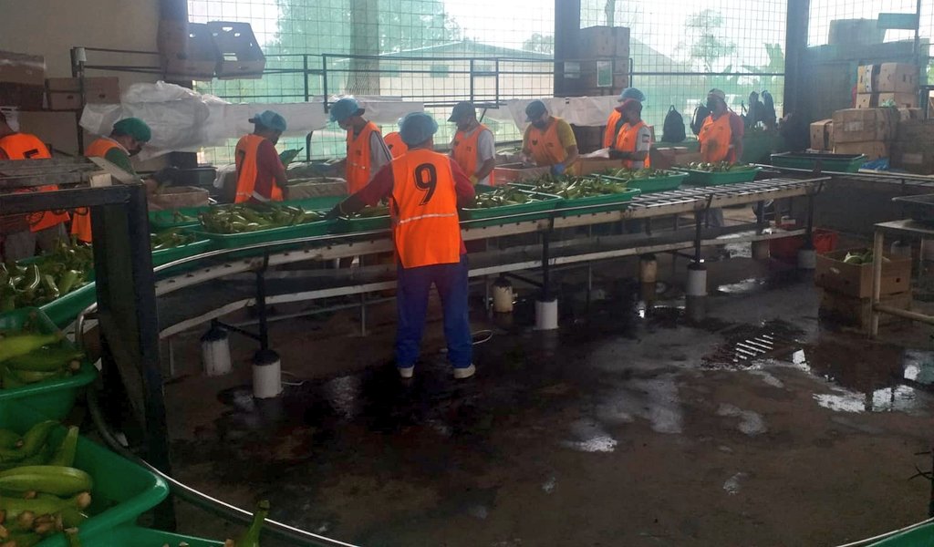 Agricultura_CZ4's tweet photo. #ElCarmen |  Visitas técnicas a los centros de acopios asociativos de procesamiento de plátano barraganete  de exportación, donde se propuso fortalecer el acompañamiento técnico  productivo y gerencial de los productores que se dedican a este rubro.
#JuntosLoLogramos https://t.co/C1fOZL9sTN